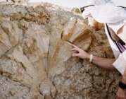 Paläontologe begutachtet ein Fossil